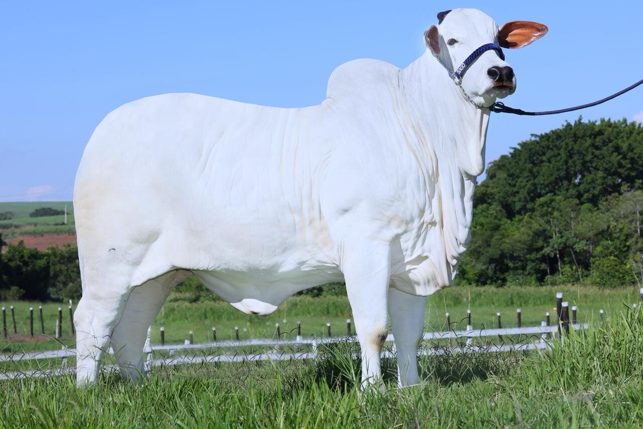 Brisa FIV SAGO (OGAS 26) em pastagem na SAGO